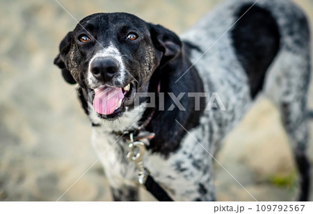 White-gray and black dog walking 109792567