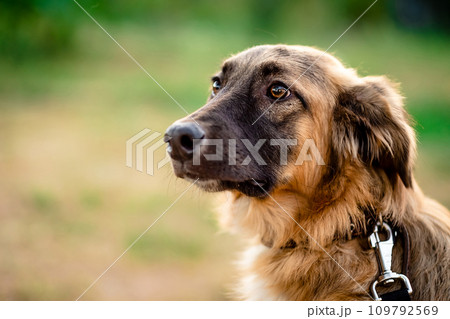 Closeup portrait of a cute brown dog 109792569