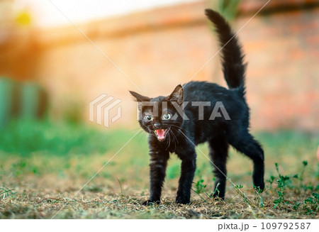 Black furry homeless kitten tuck the tail up Black furry homeless kitten tuck the tail up 109792587