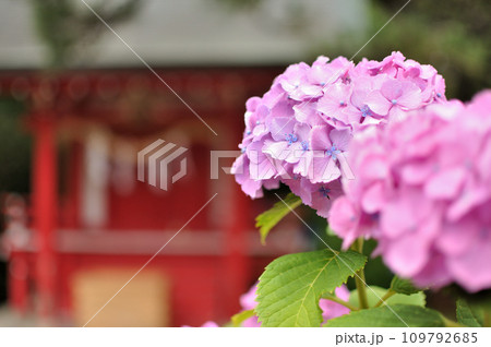 赤い紫陽花 109792685
