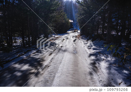 木々の間を走る溶け始めた雪道 木々の間を走る溶け始めた雪道 109793208