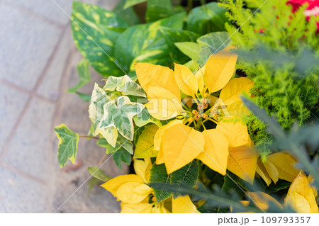 ポインセチア・クリスマス イメージ 109793357