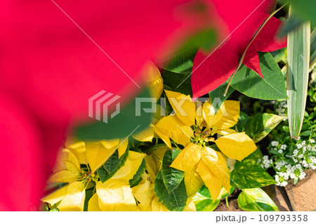 ポインセチア・クリスマス イメージ 109793358