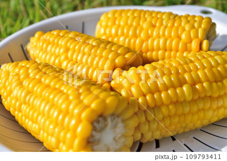 とうもろこし 109793411