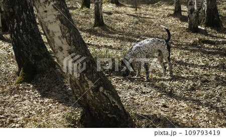 Dalmatian dog at sunset. Dalmatian walks in the Park in autumn 109793419