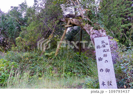 弘法大師の御杖 槙柏の木(ほくのき)の風景 弘法大師の御杖 槙柏の木(ほくのき)の風景 109793437