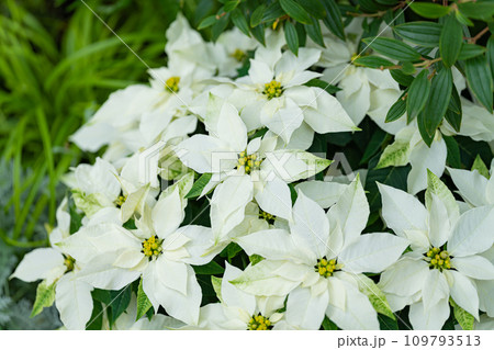 ポインセチア・冬 イメージ ポインセチア・冬 イメージ 109793513