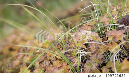 Field. Video. Flower field. Cosmos flower in a field. Field plants. Field. Video. Flower field. Cosmos flower in a field. Field plants. 109793623