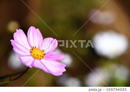 コスモス（秋桜） 109794085