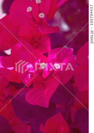 pink blossom flowers in sunlight at the garden vertical image. Spring blossom tenderness. Bright pink flowers. pink color contrast. 109794437