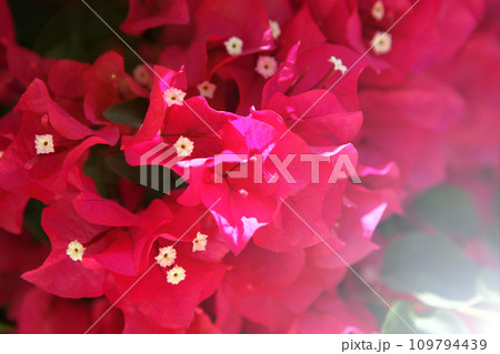 pink blossom flowers in sunlight at the garden. Spring blossom tenderness. Bright pink flowers. pink color contrast. pink blossom flowers in sunlight at the garden. Spring blossom tenderness. Bright pink flowers. pink color contrast. 109794439