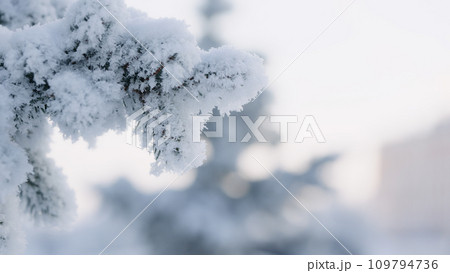 closeup shot of hoarfrost covered spruce tree branches closeup shot of hoarfrost covered spruce tree branches 109794736