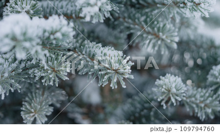 closeup shot of hoarfrost covered spruce tree branches closeup shot of hoarfrost covered spruce tree branches 109794760