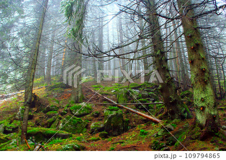 autumnal forest with fir-trees stones and moss autumnal forest with fir-trees stones and moss 109794865