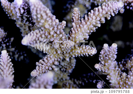 ヤッコミドリイシの枝分かれ部分のクローズアップ 109795788