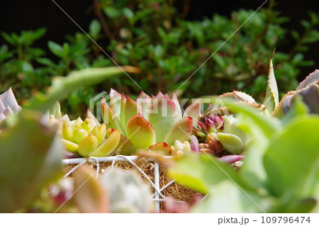 多肉植物 109796474