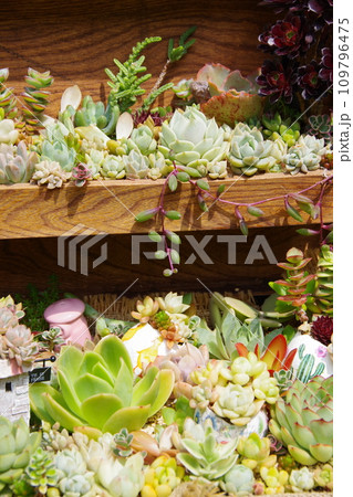 多肉植物の寄植え 多肉植物の寄植え 109796475