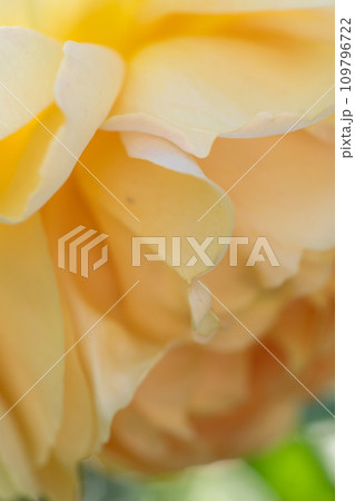 beautiful soft yellow aromatic rose bud  blossom in garden. macro shot 109796722