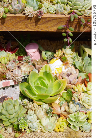 多肉植物の寄植え 109796798