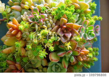 多肉植物の寄植え 多肉植物の寄植え 109796800