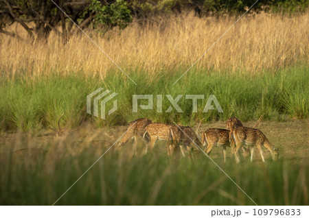 wild spotted deer or chital or axis deer family or herd or group feeding or eating green grass in natural scenic background at ranthambore national park forest tiger reserve rajasthan india 109796833