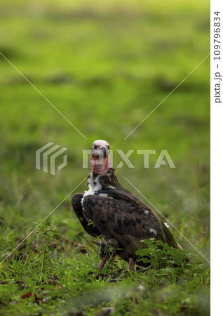 red headed vulture or sarcogyps calvus or Asian king or Indian black vulture in natural scenic green background during season safari at Bandhavgarh National Park tiger Reserve Madhya pradesh india red headed vulture or sarcogyps calvus or Asian king or Indian black vulture in natural scenic green background during season safari at Bandhavgarh National Park tiger Reserve Madhya pradesh india 109796834