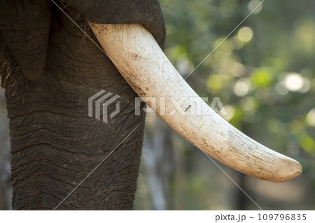 wild indian elephant Tusk or Tusks Detailed during safari in jim corbett national park forest or tiger reserve uttarakhand india 109796835