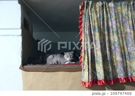 Rural cat basking on stove. Lazy cat dozing on warm surface of Ukrainian oven Rural cat basking on stove. Lazy cat dozing on warm surface of Ukrainian oven 109797408