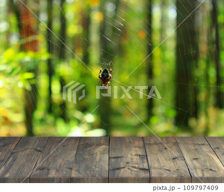 Desk space with free place on forest background with spider on cobweb 109797409