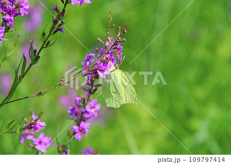 Gonepteryx rhamni collecting nectar from flowers of Chamaenerion angustifolium 109797414