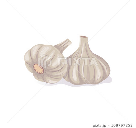 Whole garlic heads. Different Garlic bulbs in cartoon flat style. Vegetable isolated illustrationon a white background. 109797855