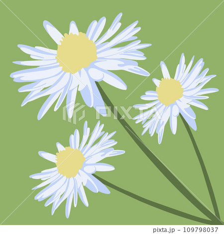 Vector isolated illustration of white daisies. 109798037
