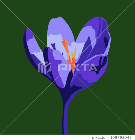Vector illustration of a crocus flower on a green background. 109798045