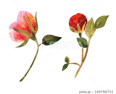 A watercolor drawing of two peonies A watercolor drawing of two peonies 109798733