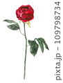 A watercolor drawing of a red peony 109798734