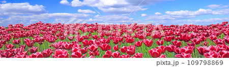 Red tulips on flower bed against blue sky. Red tulips planted in garden. Springtime garden. Plantation of beautiful flowers of red tulips. Blue sky above red flowers Red tulips on flower bed against blue sky. Red tulips planted in garden. Springtime garden. Plantation of beautiful flowers of red tulips. Blue sky above red flowers 109798869