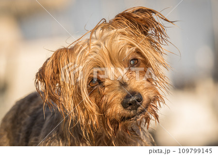 dog with curiosity expression. Doggy nose and snout, Yorkshire Terrier brown 109799145