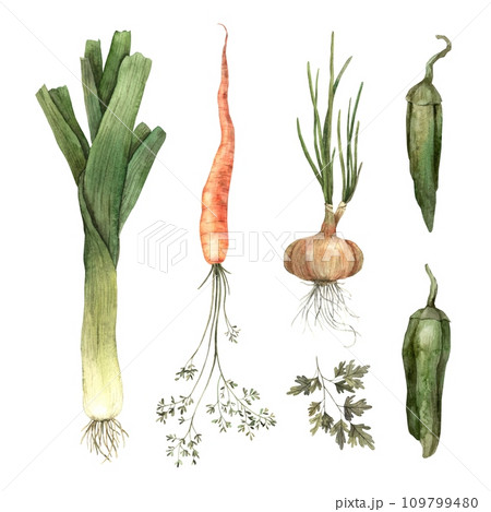 Watercolor set of vegetables, onions, carrots, parsley, peppers. Isolated handmade elements on a white background. Use in graphic and printing design, cookbooks, menus, textiles, posters, banners, log 109799480