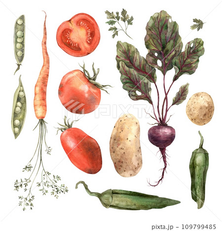 Watercolor set of vegetables, tomato, peas, beets, peppers, parsley, carrots, potatoes. Isolated handmade elements on a white background. Use in graphic and printing design, cookbooks, menus, textiles 109799485