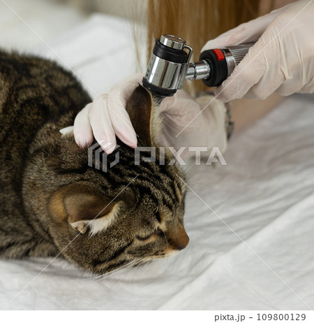 Veterinarian conducts otoscopy on a cat's ear for precise examination and care. Expert veterinary otoscopy for feline health. Skilled veterinarian examines the cat's ear using an otoscope. Veterinarian conducts otoscopy on a cat's ear for precise examination and care. Expert veterinary otoscopy for feline health. Skilled veterinarian examines the cat's ear using an otoscope. 109800129
