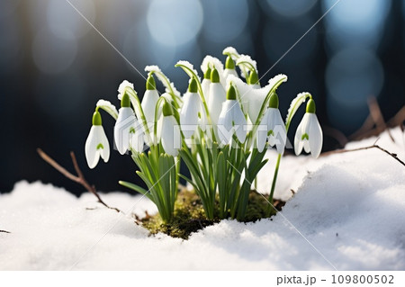 Snowdrop flowers blooming in snow covering. First spring flowers 109800502