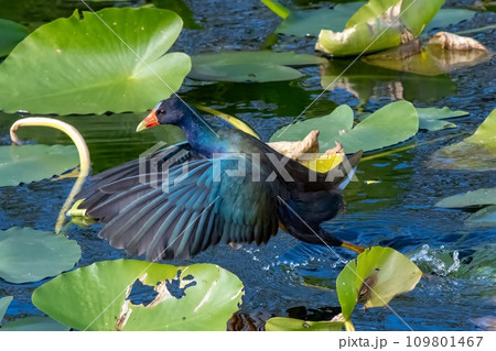 Purple Gallinule - Porphyrio martinica - amidst spatterdock in Everglades. 109801467