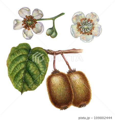 Watercolor bright brown fruits, green leaves and white flowers of kiwi with pieces and slices for the design of labels, covers, websites of juices, food, cakes, confectionery, sweets Watercolor bright brown fruits, green leaves and white flowers of kiwi with pieces and slices for the design of labels, covers, websites of juices, food, cakes, confectionery, sweets 109802444