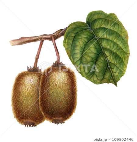 Watercolor bright brown fruits, green leaves of kiwi with pieces and slices for the design of labels, covers, websites of juices, food, cakes, confectionery, sweets Watercolor bright brown fruits, green leaves of kiwi with pieces and slices for the design of labels, covers, websites of juices, food, cakes, confectionery, sweets 109802446