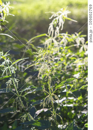 Nettle stem with flowers, seeds and bee on a green leaf brightly lit by the sun on a sunny summer day. Green field grass. Brightly shining sun. Natural background Nature backdrop 109802769
