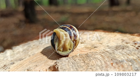 Slug laying on the wooden surface. Helix lucorum living in the forest 109803217