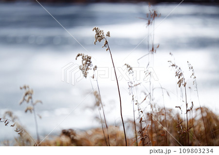 冬の枯れ草 109803234