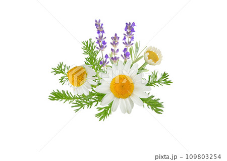 Chamomile and lavender flowers bunch isolated on white 109803254