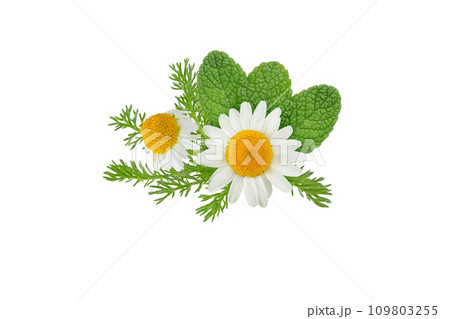 Chamomile flowers and mint leaves bunch isolated on white 109803255