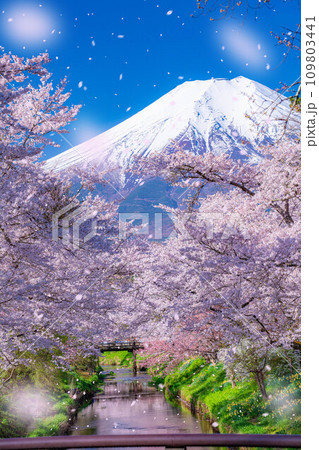 【桜吹雪】忍野村の桜と富士山と桜吹雪【山梨県】 109803441